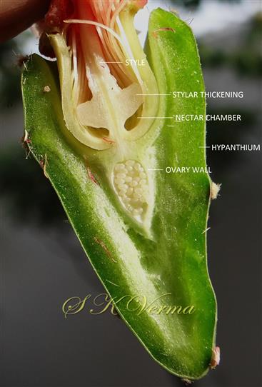 Hypanthium V.S.